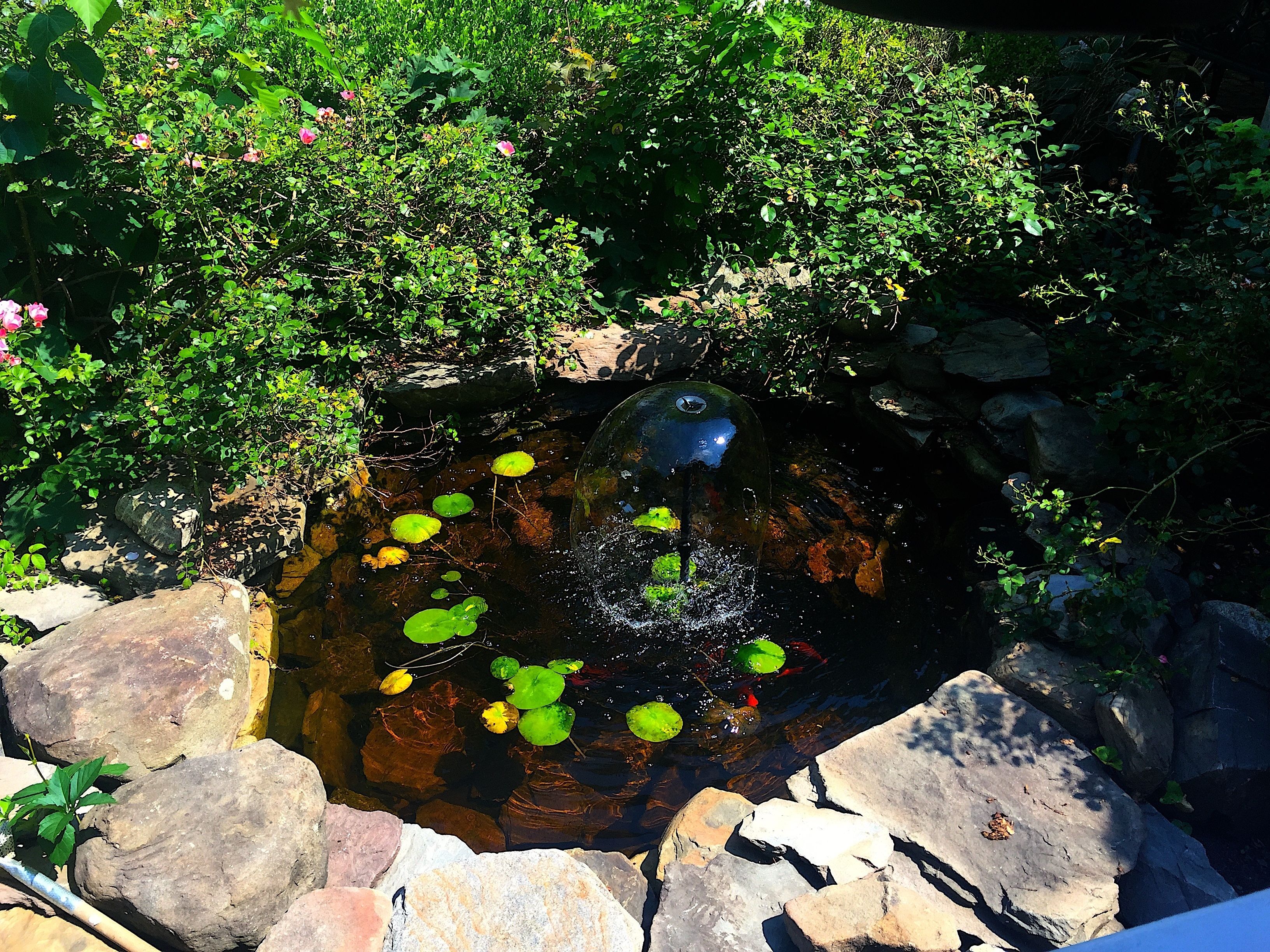 A small pond with rocks and lily pads surrounded by lush greenery.