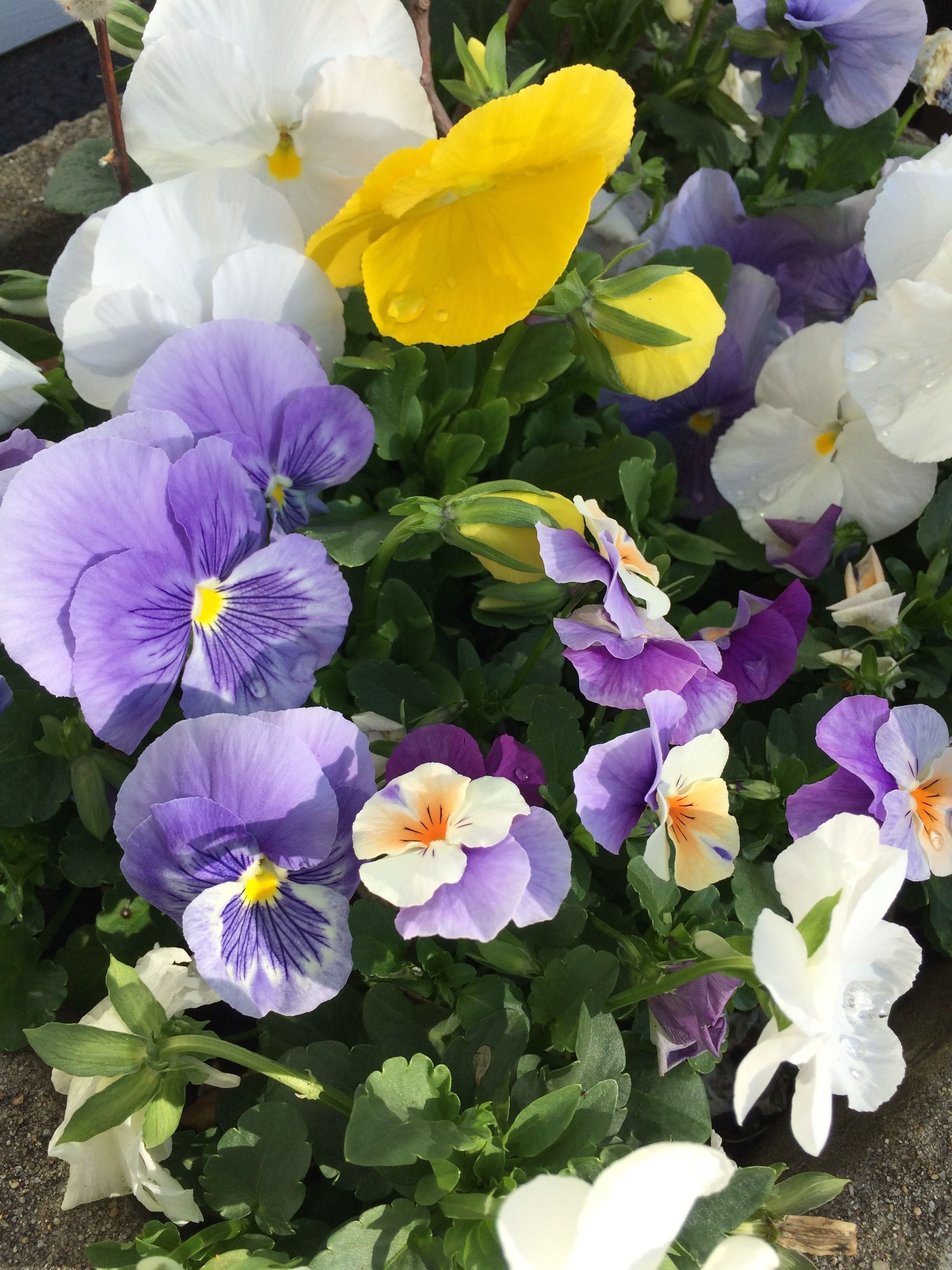 A garden with a variety of flowers including white, purple, and yellow blooms.