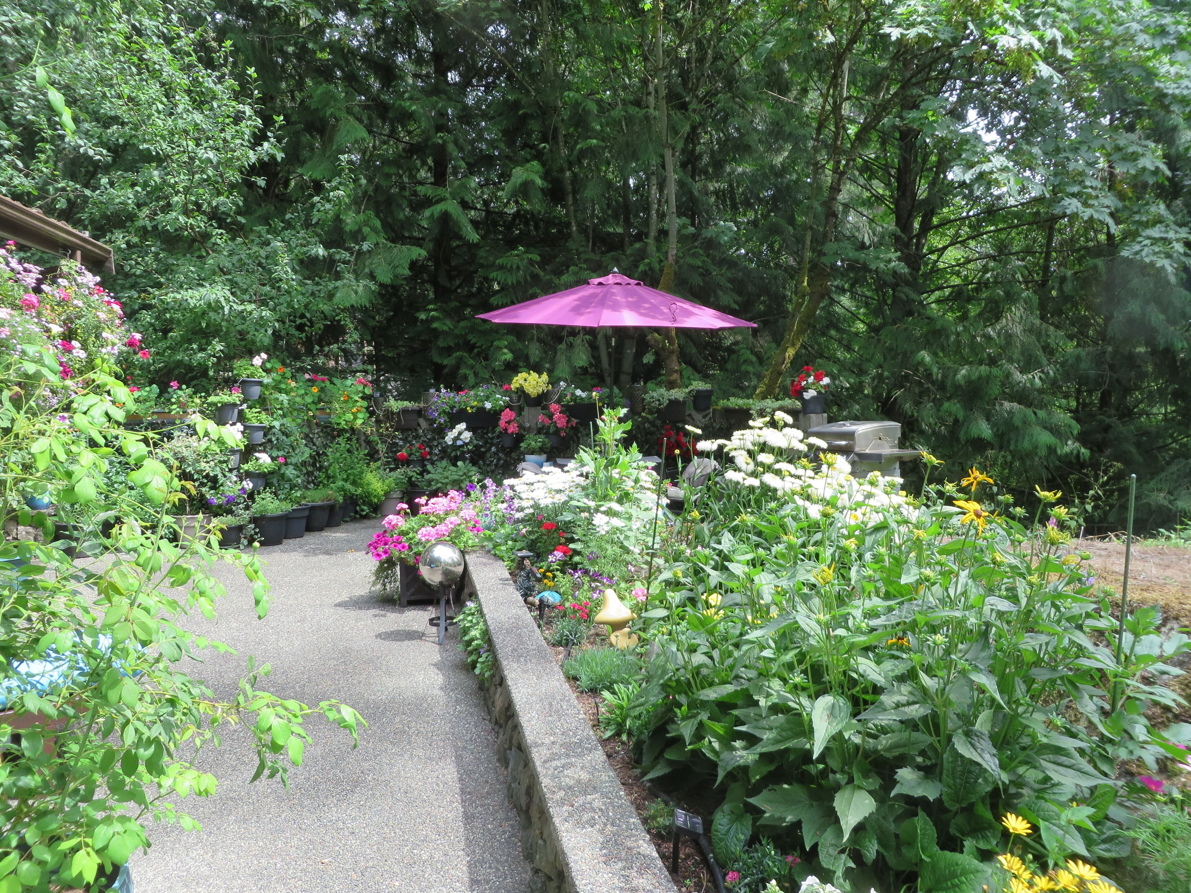 Un jardí amb una varietat de plantes i flors, un camí de pedra i un paraigua morada.