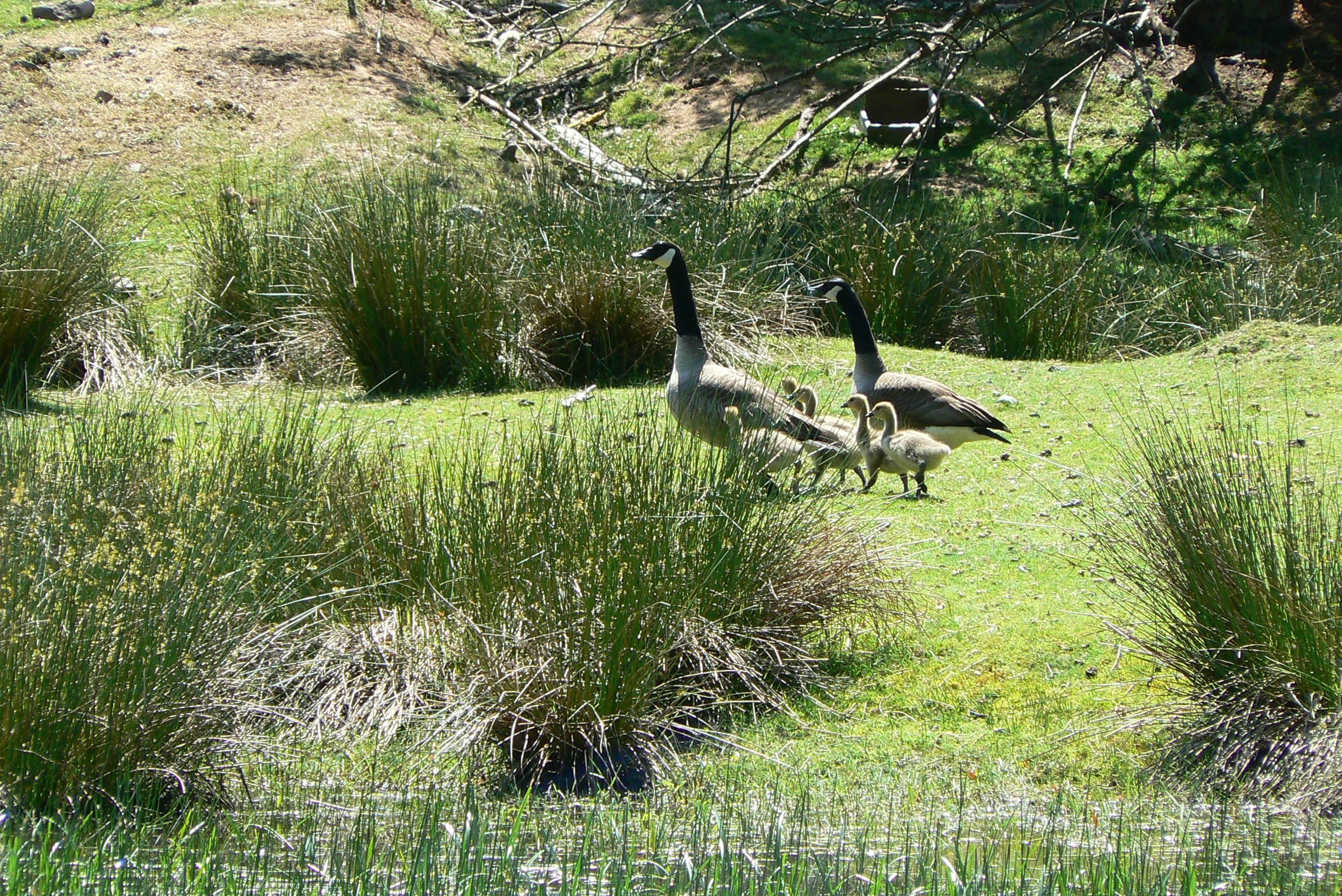 A grassy area with geese.