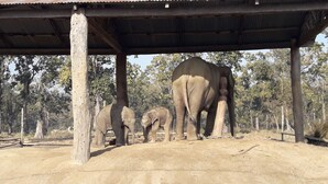An outdoor enclosure with a metal roof and wooden posts, containing two elephants and a smaller one. - Hotel Park Inn (Sauraha)