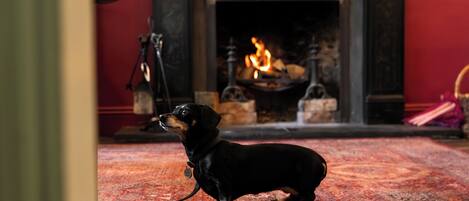 A black dog on a red carpet in a room with a fireplace.