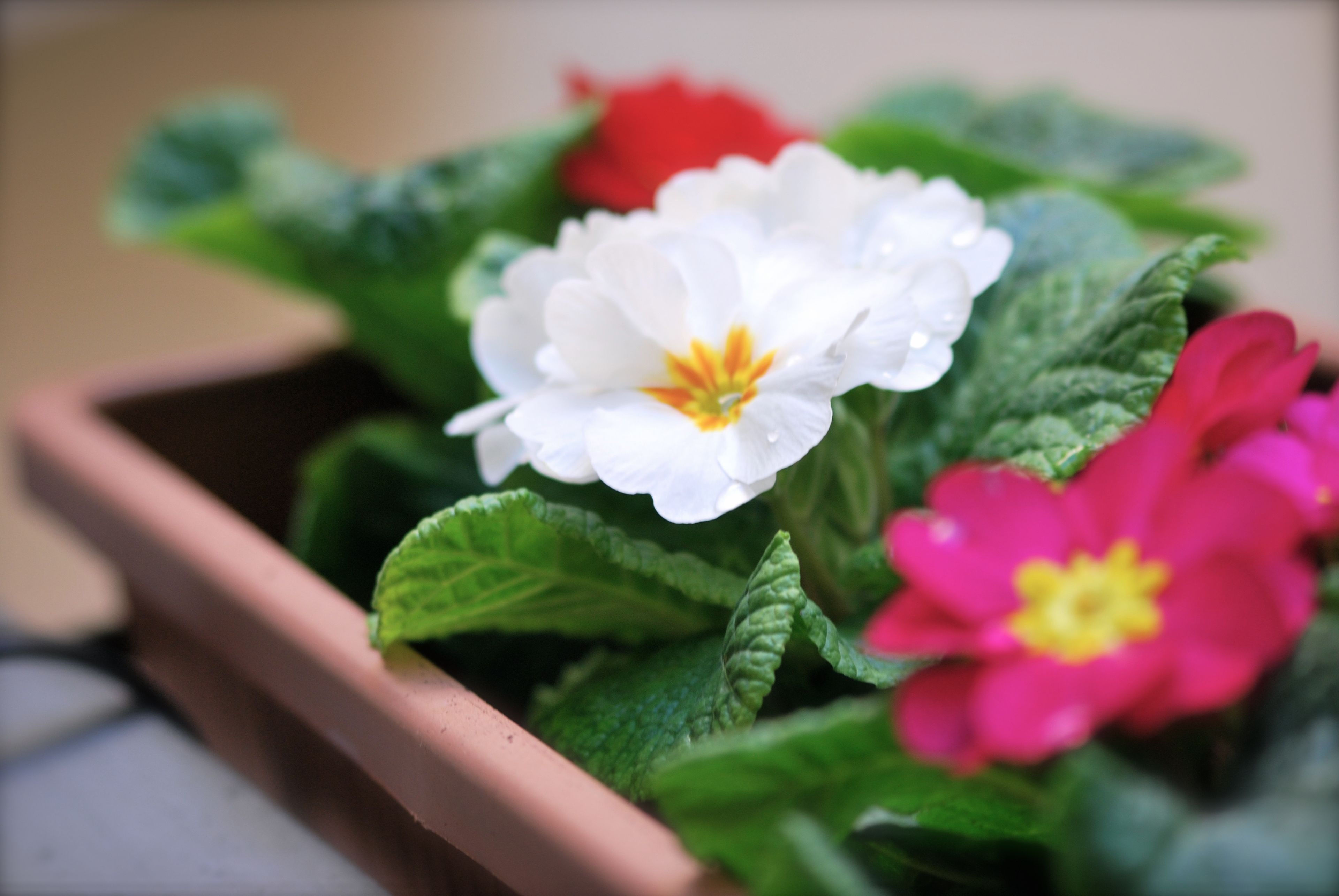 Foto - Il Quadrifoglio Room& Suite