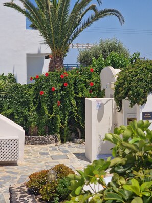 A courtyard with a palm tree, red flowers, and a pool bar restaurant sign. - Rodakas Hotel (Santorini)