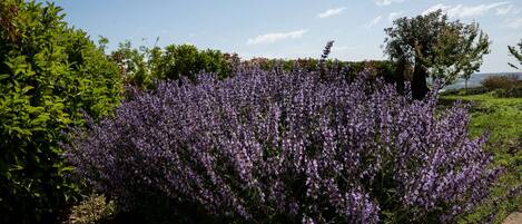 Un jardin orné d’une abondance de fleurs violettes et doté d’un sentier.