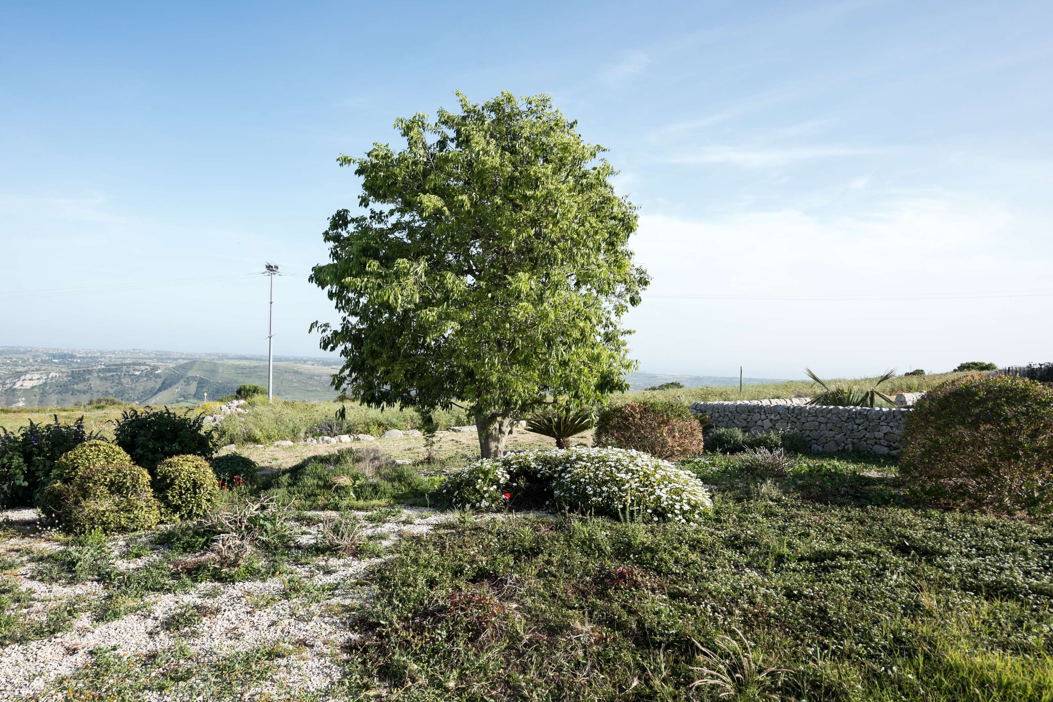Paesaggio con un grande albero, un muro di pietra e diversi arbusti.