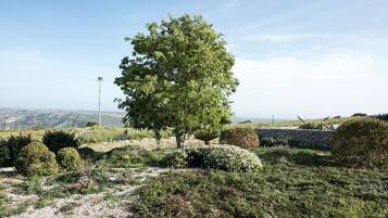 Paesaggio con un grande albero, un muro di pietra e diversi arbusti.