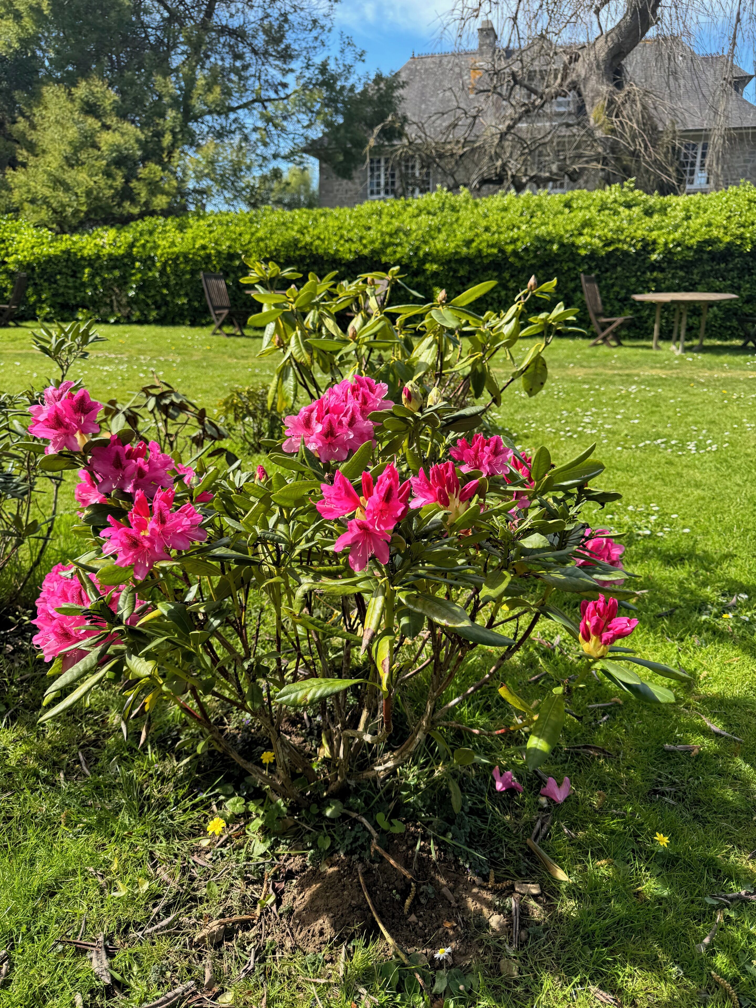 A garden with pink flowers and a stone building in the background.
