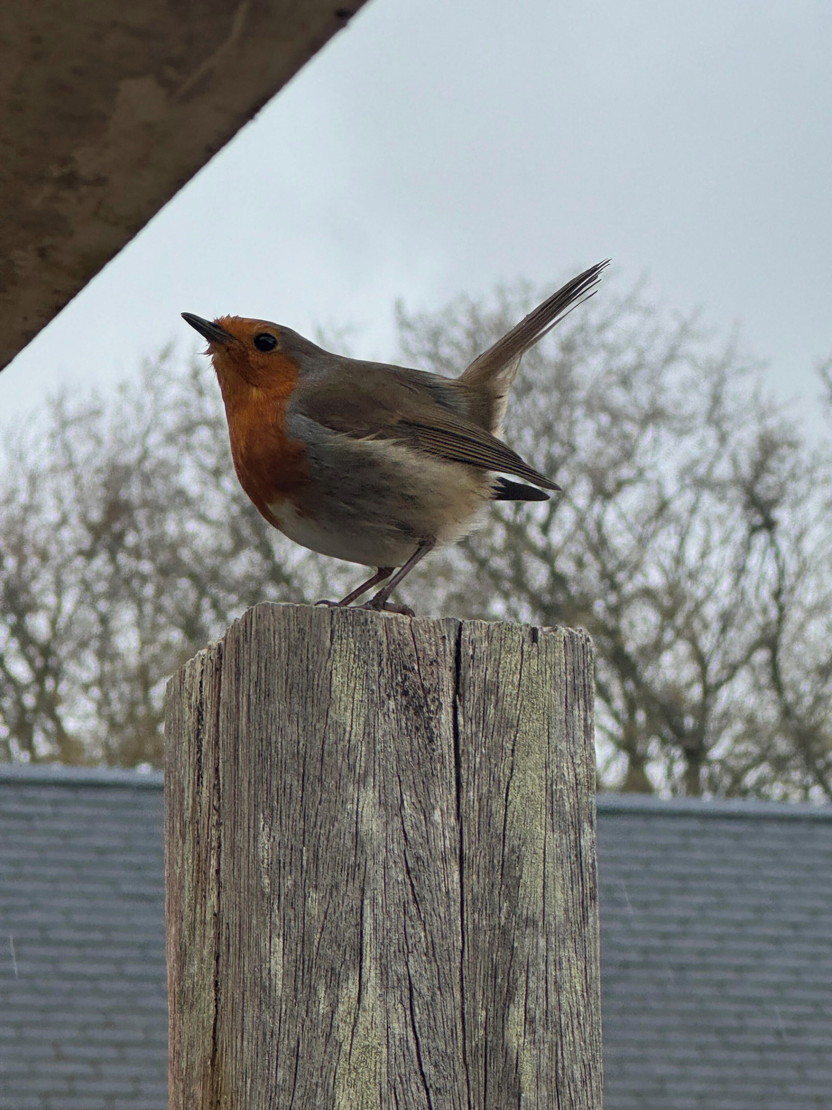 Un oiseau était perché sur un poteau en bois.