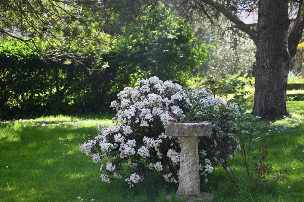 Un jardín con una fuente de piedra para pájaros, rodeado de flores blancas y un gran árbol.