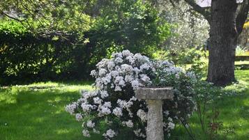 Un jardín con una fuente de piedra para pájaros, rodeado de flores blancas y un gran árbol.