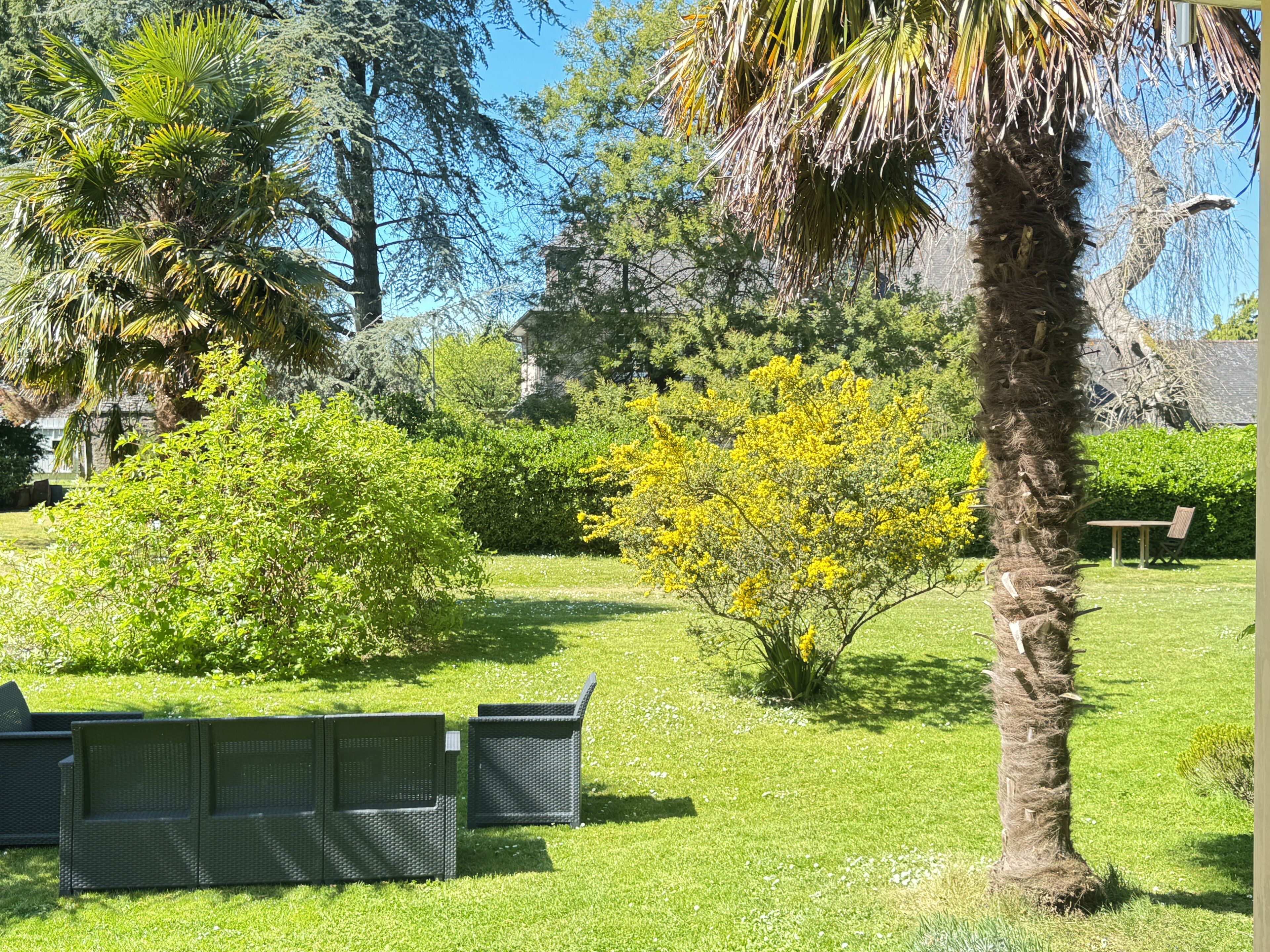 A garden with a palm tree, a yellow flowering bush, and wicker furniture.