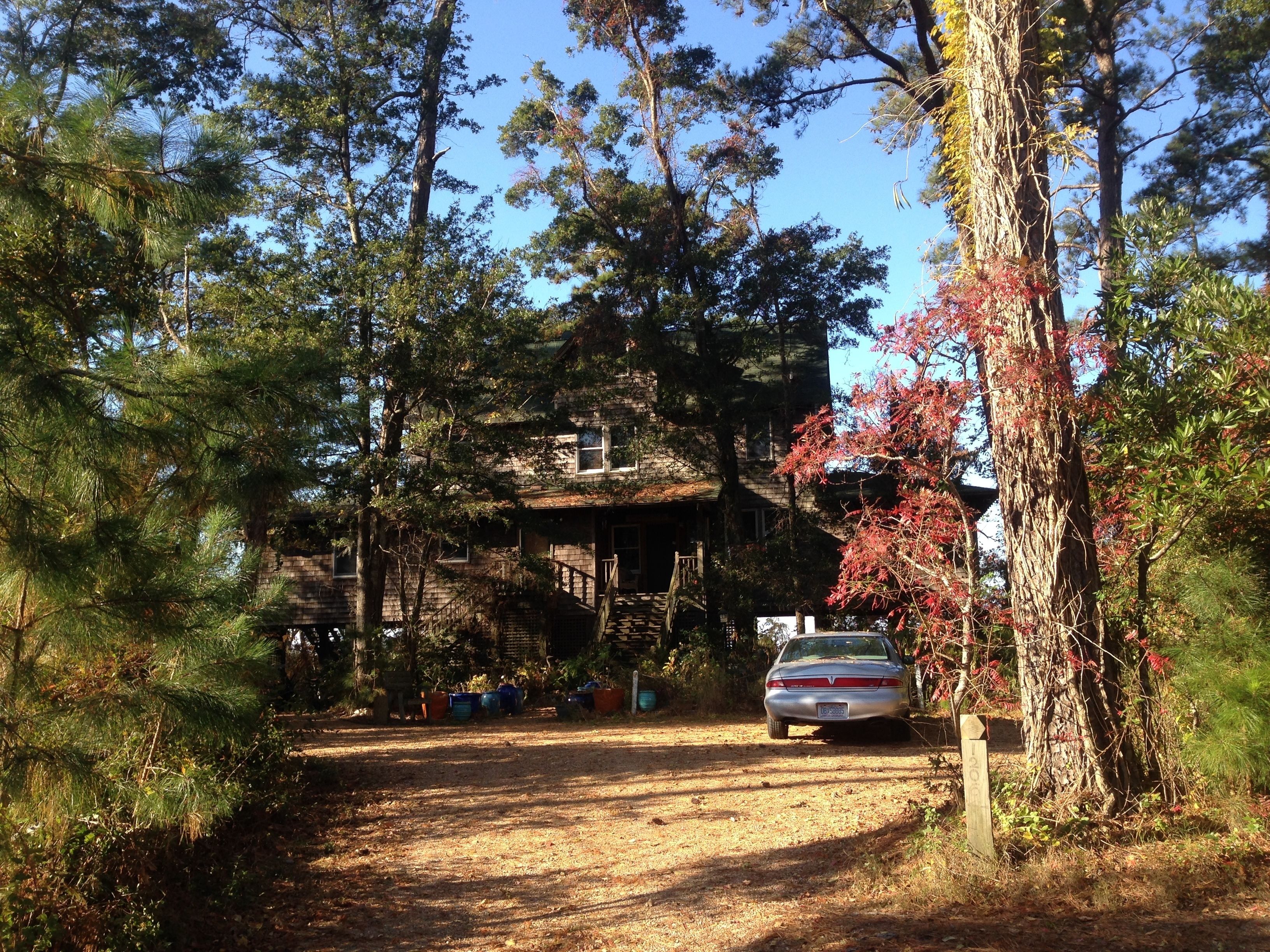 A rustic cabin with a dirt driveway, surrounded by tall pine trees and a large red-leaved tree.