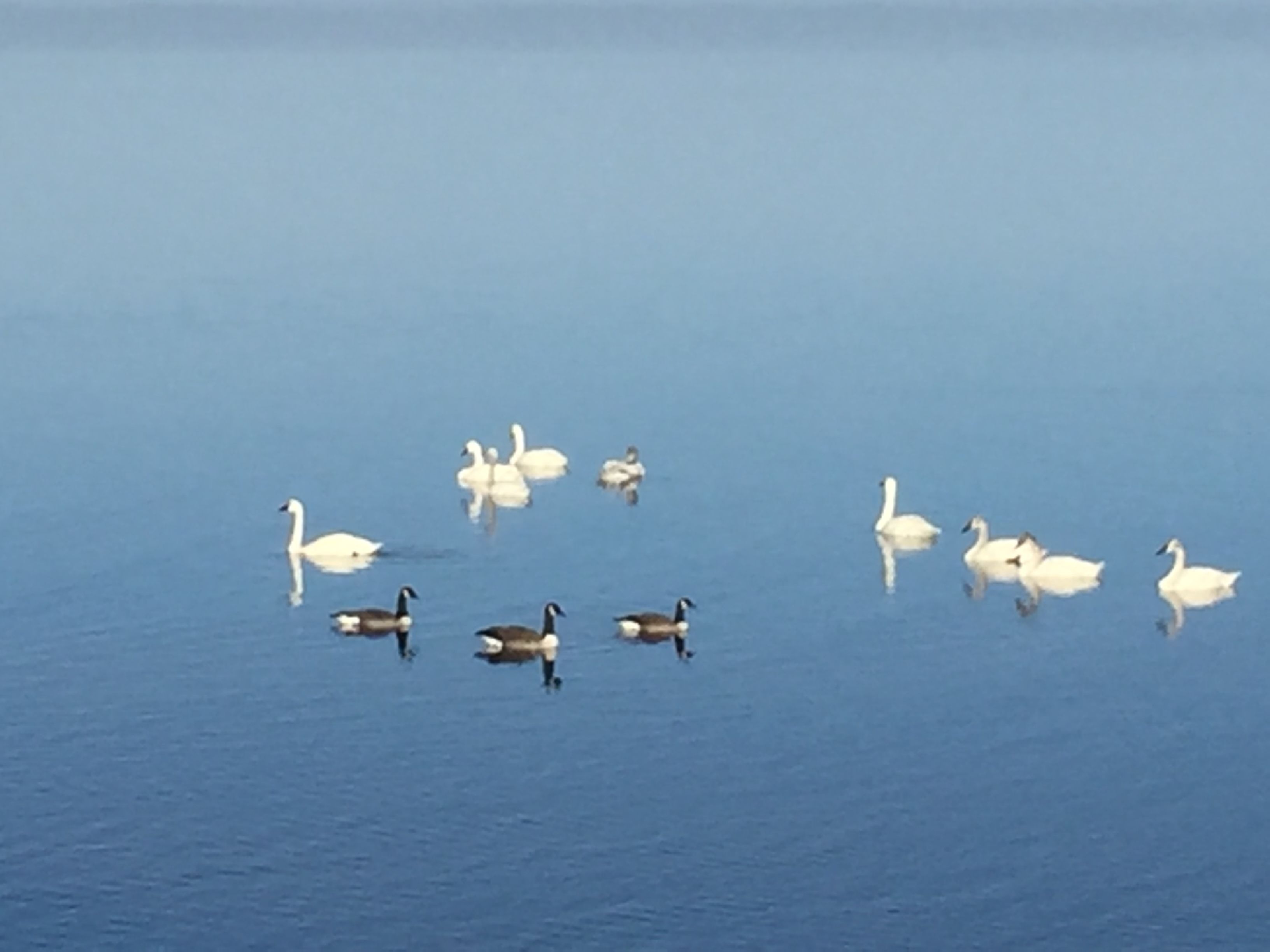 Un plan d’eau paisible où flottent plusieurs cygnes et des canards.