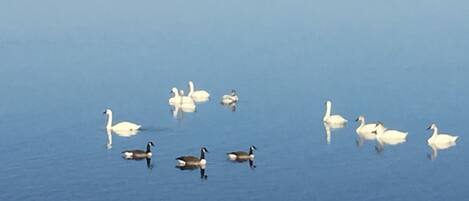 Un plan d’eau paisible où flottent plusieurs cygnes et des canards.