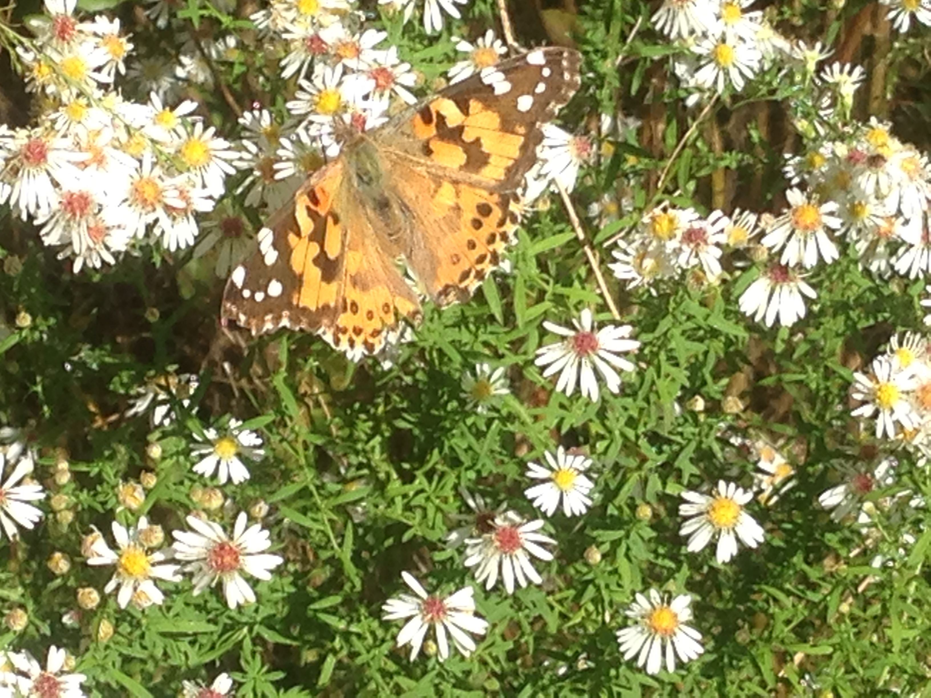 Una mariposa posada sobre flores.