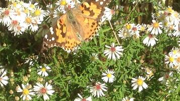 Una mariposa posada sobre flores.