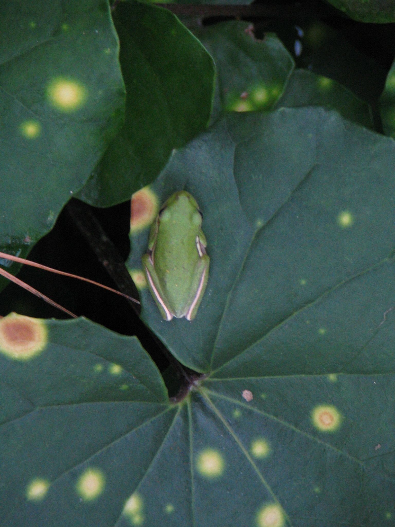 Een kikker op een blad met duidelijke vlekken.