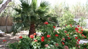 A garden with a palm tree and red flowers. - Cyclades Hotel Serifos (Serifos)