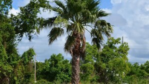 A palm tree in a grassy area with a wooden fence in the background. - Economy Inn (New Orleans)