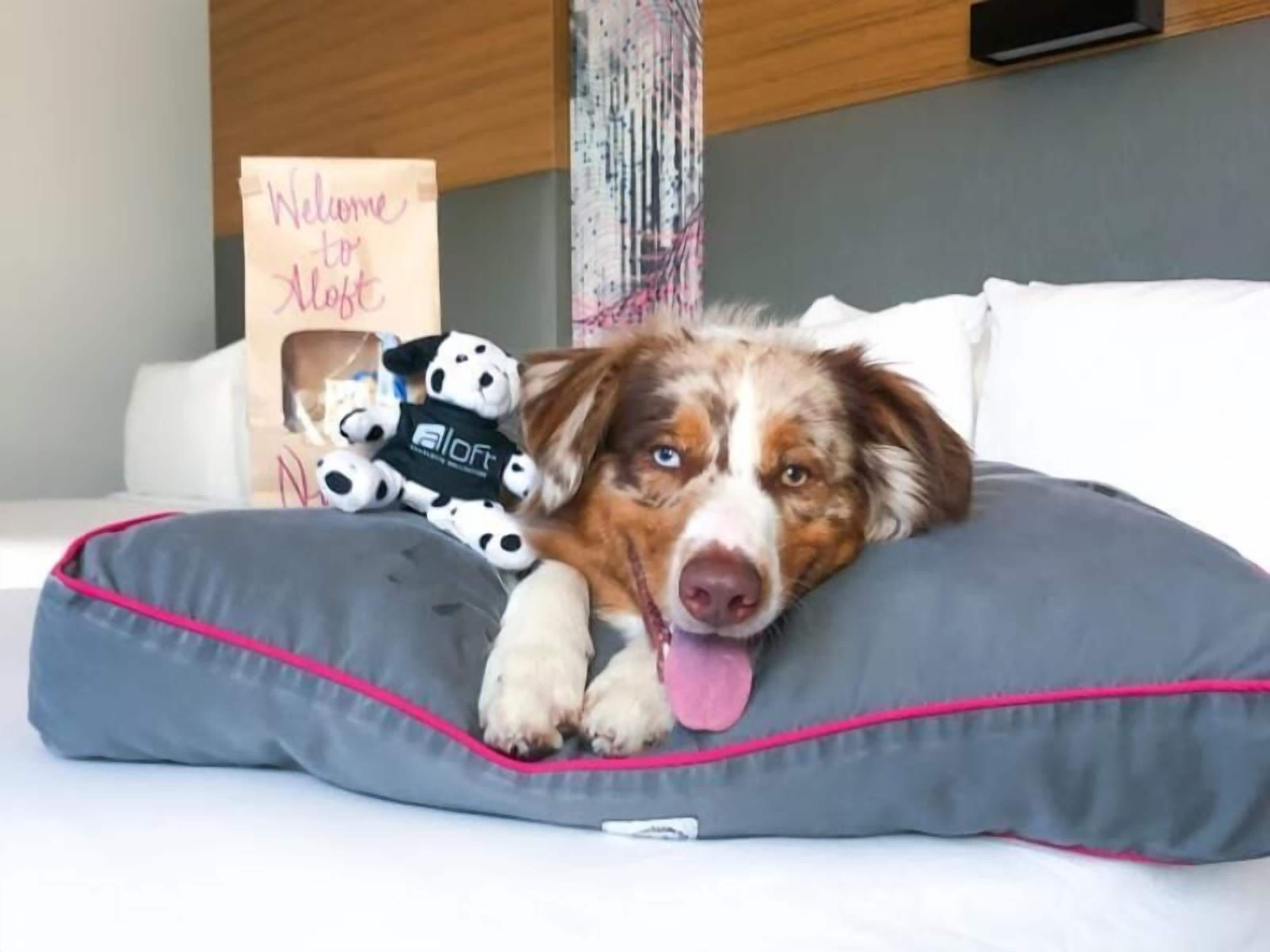 A dog lying on a bed with a gray pillow and a stuffed toy.