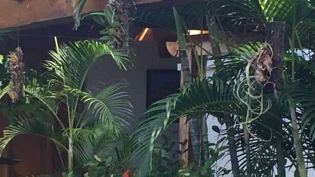 Un exuberante jardín interior con diversas plantas y flores, una estructura de madera y una pared oscura al fondo.