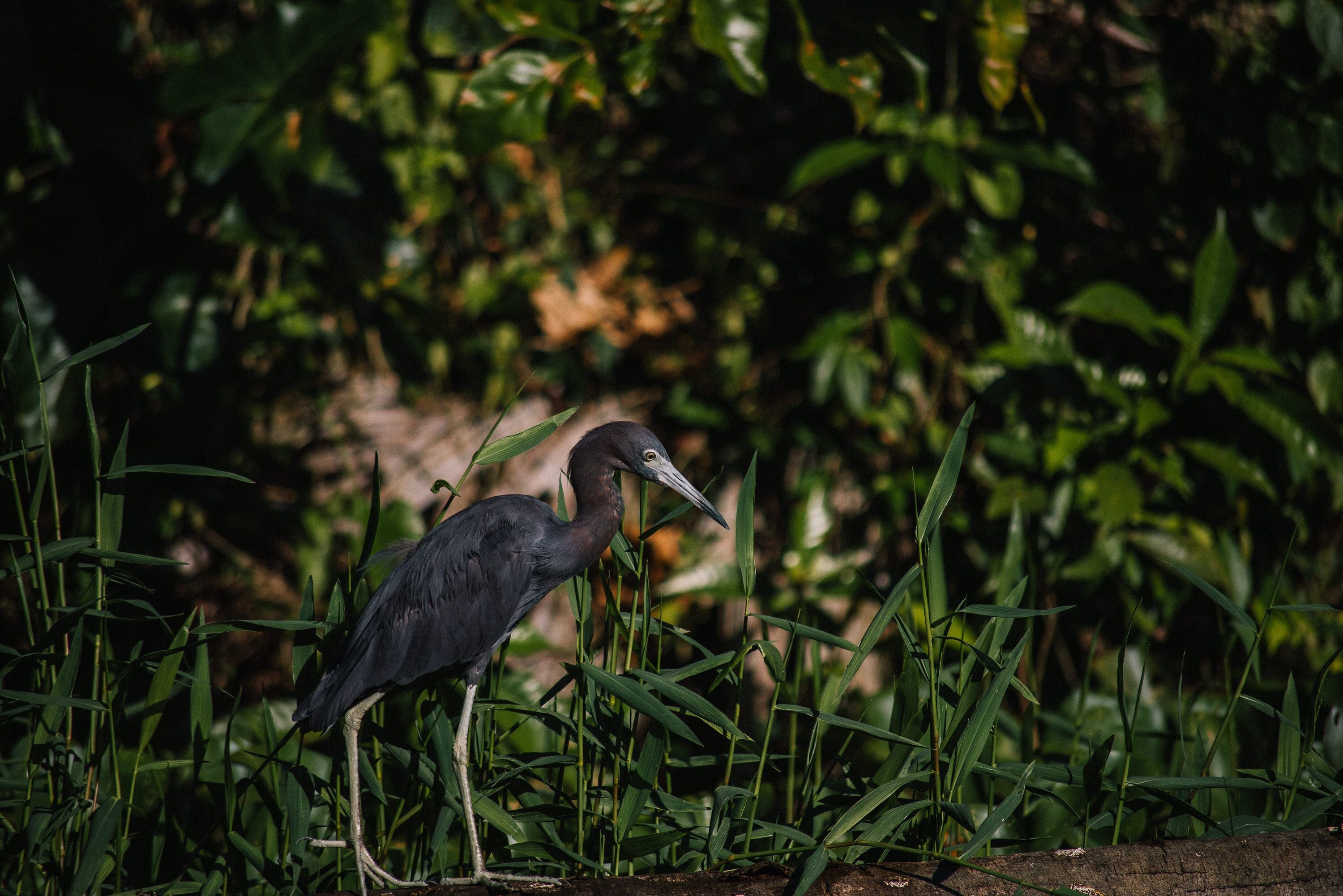 A bird standing in tall grass.