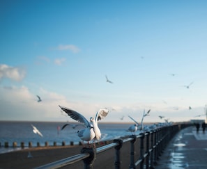 A pier with seagulls, some perched and some flying, with the sea in the background. - Holiday Inn Express Grimsby by IHG (Grimsby)
