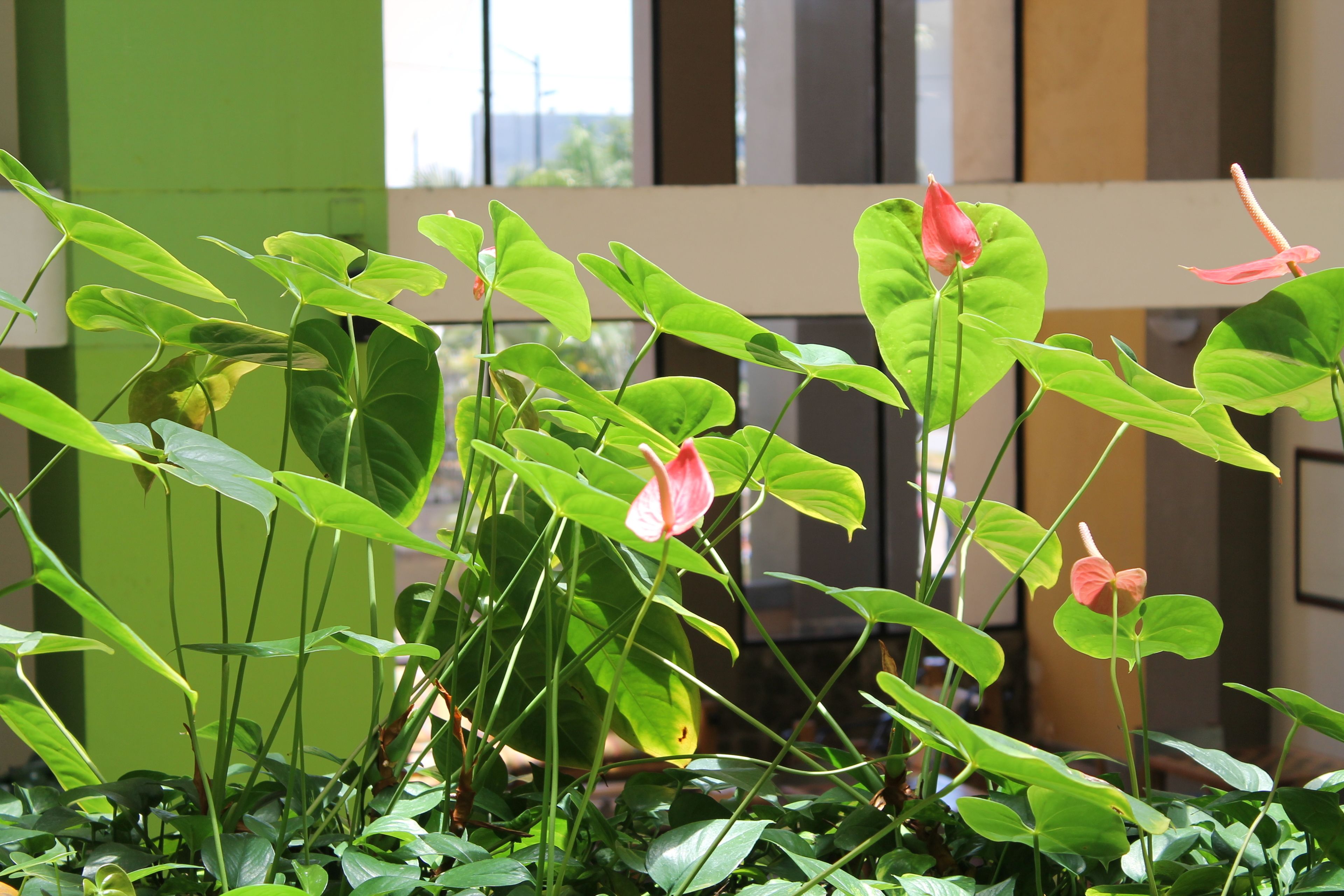 Photo - Armenia Hotel