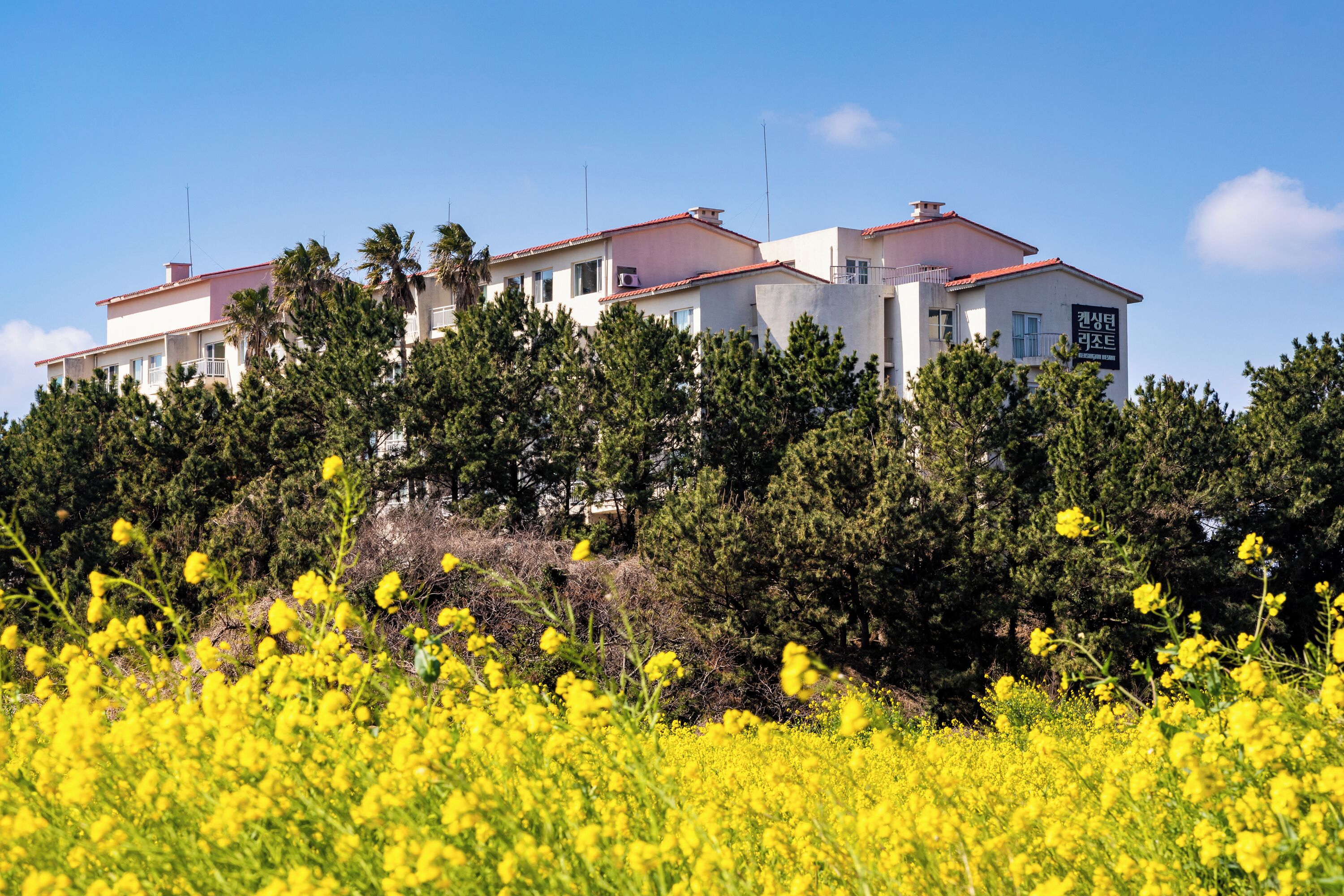Un edificio de varios pisos con techo rojo, rodeado de abundante vegetación y plantas con flores amarillas.