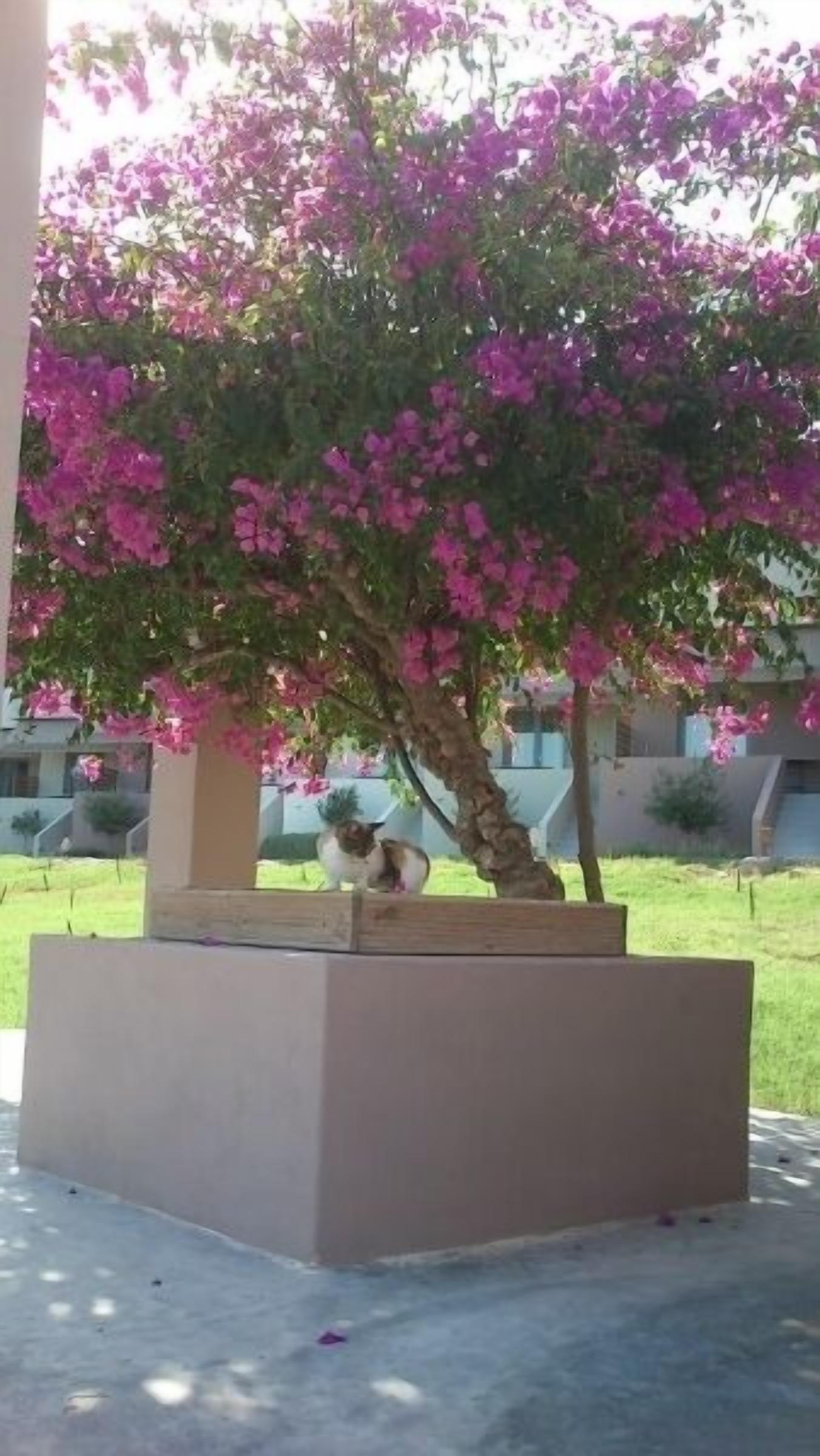 花園
