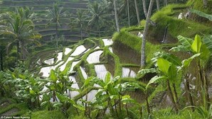 Garden - Green View Private Villas (Payangan)