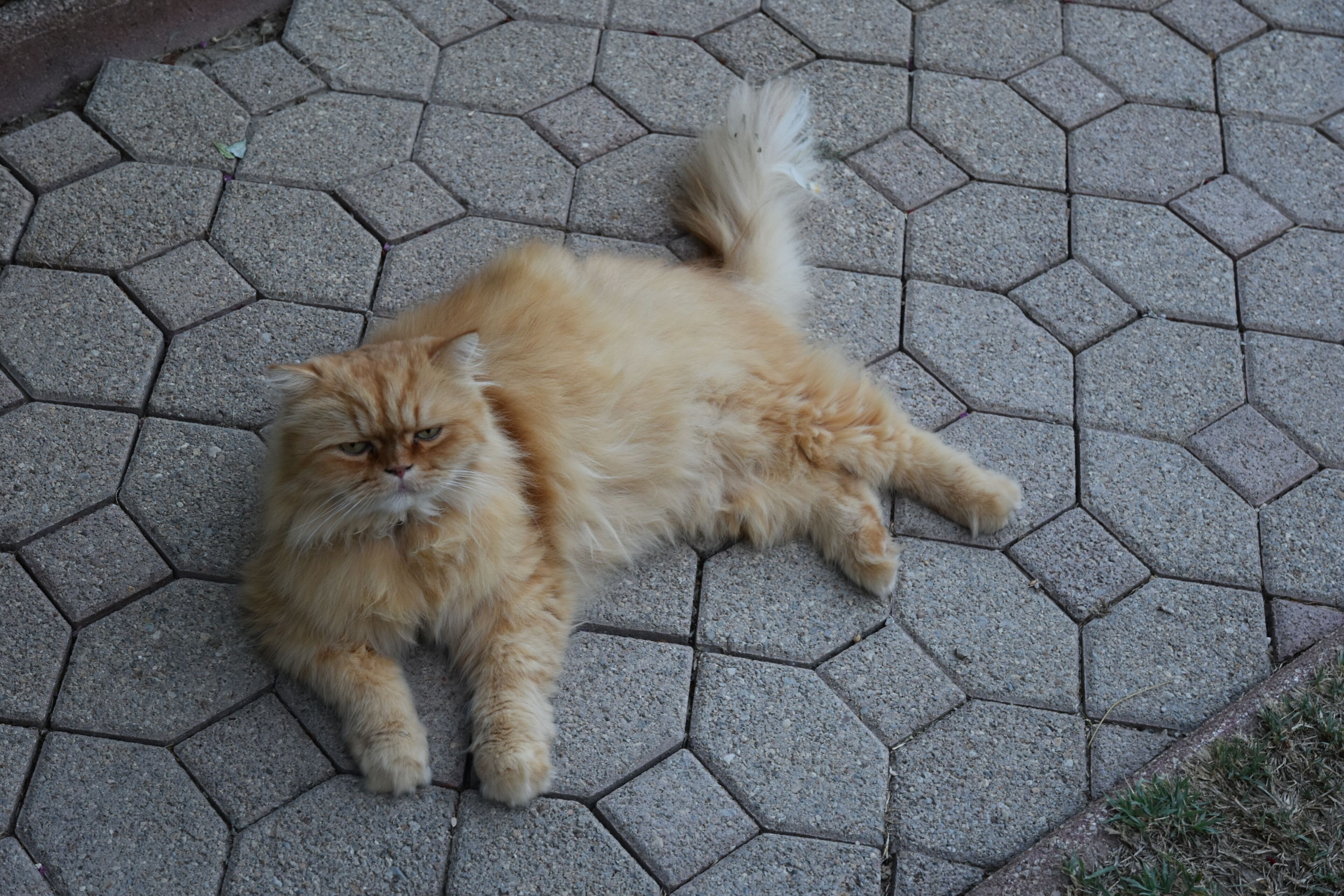 A fluffy cat lying on a hexagonal tile floor.
