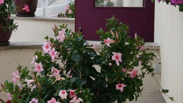 A building entrance with a purple door, potted plants with pink flowers, and a view of parked cars and trees in the background. - Hotel Le Saint Remy (Saint-Remy)