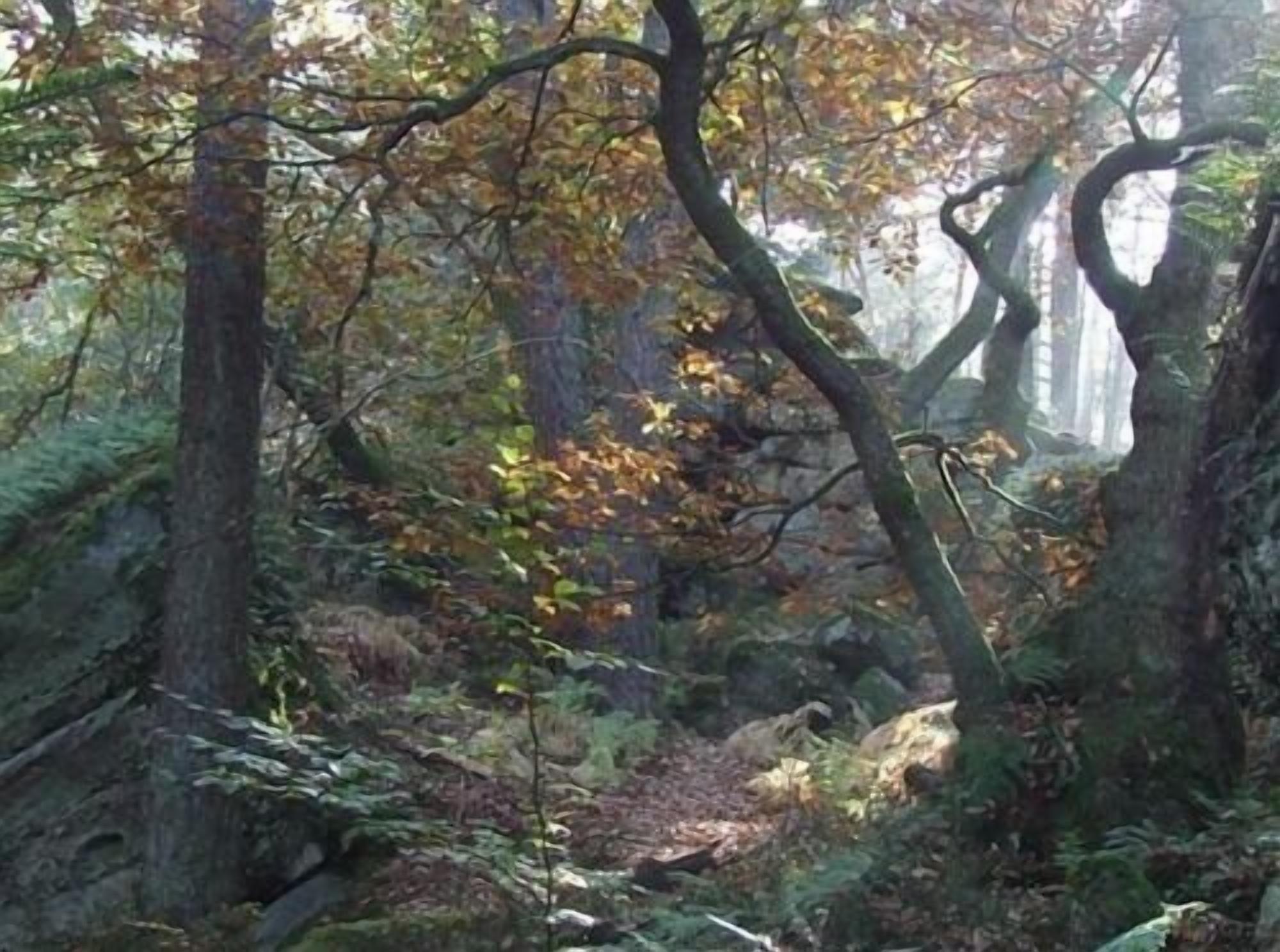Uma floresta densa com árvores altas e o chão coberto por samambaias e folhas caídas.