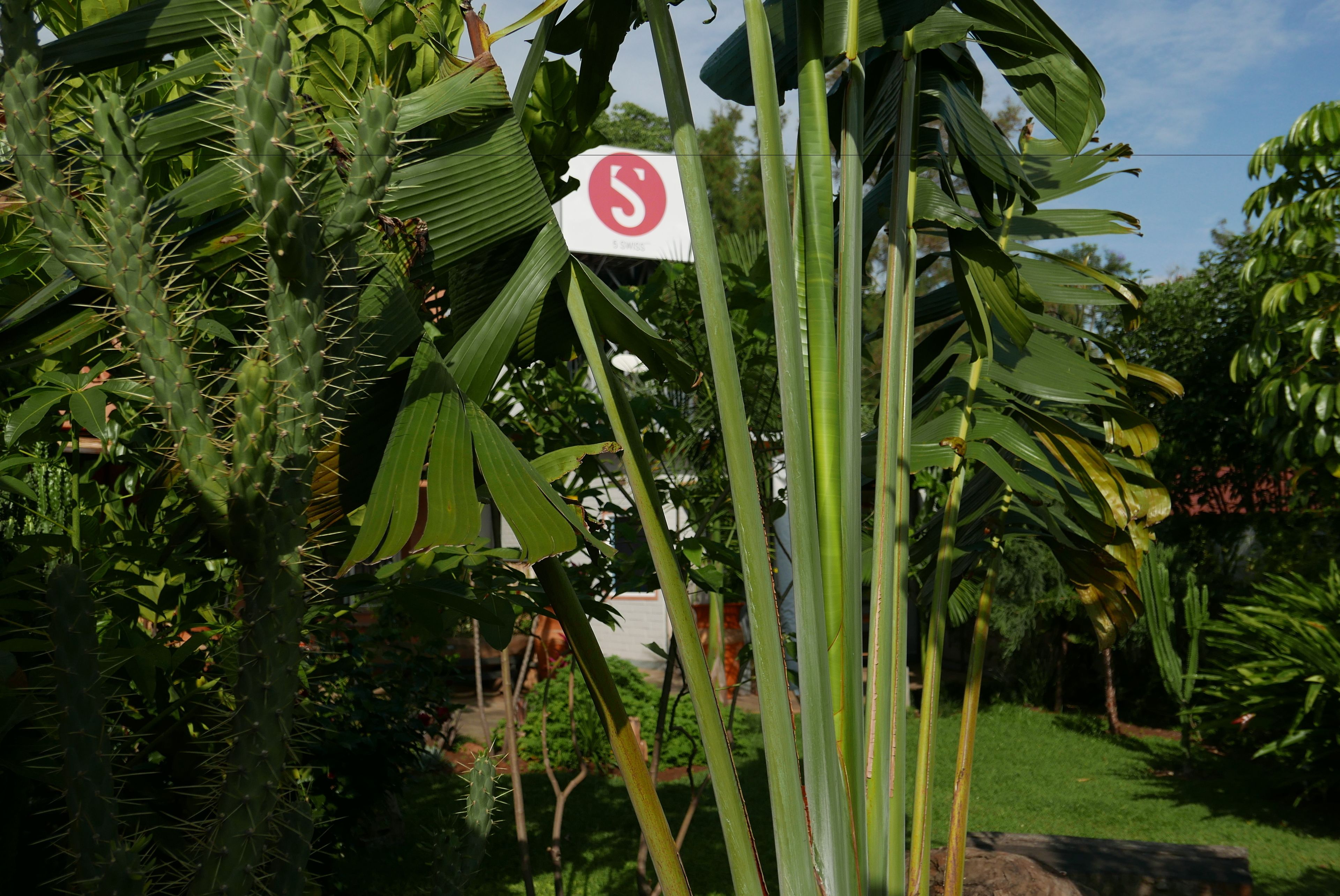 Un jardin où l’on trouve différentes plantes, notamment un cactus et des feuilles de palmier, ainsi qu’un panneau portant le chiffre 5.