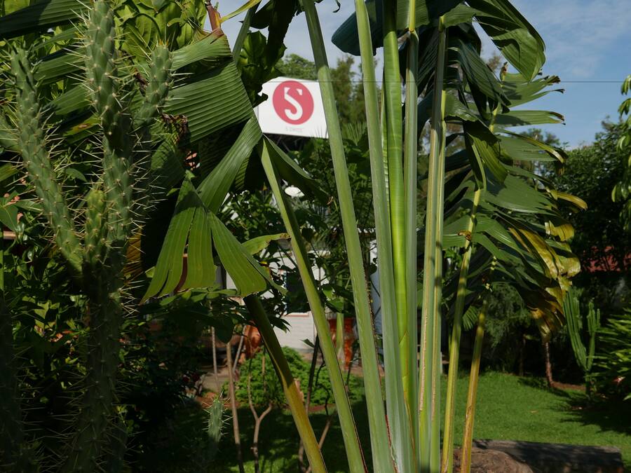 Un jardin où l’on trouve différentes plantes, notamment un cactus et des feuilles de palmier, ainsi qu’un panneau portant le chiffre 5.