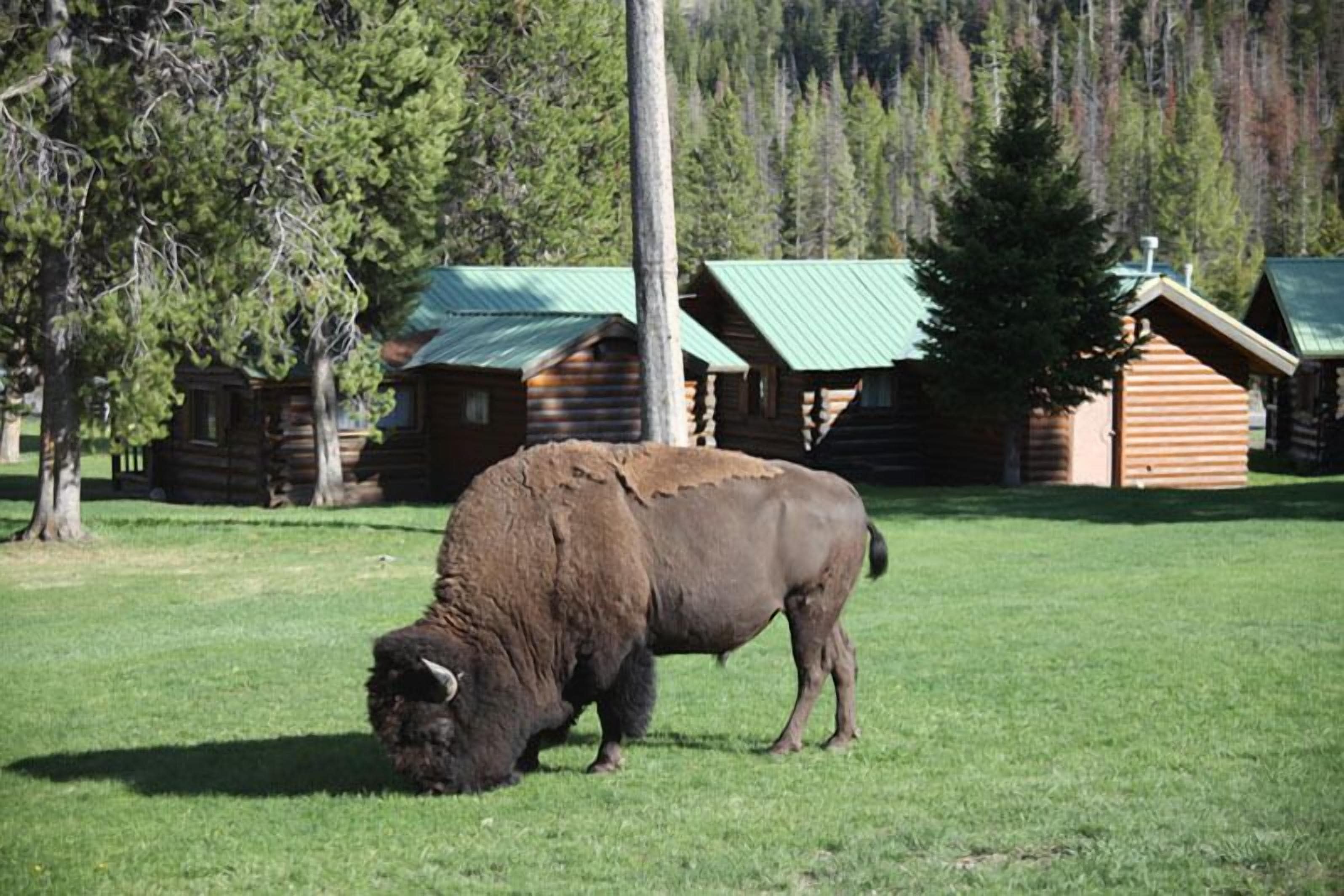 A bison grazing in a grassy field with log cabins in the background.