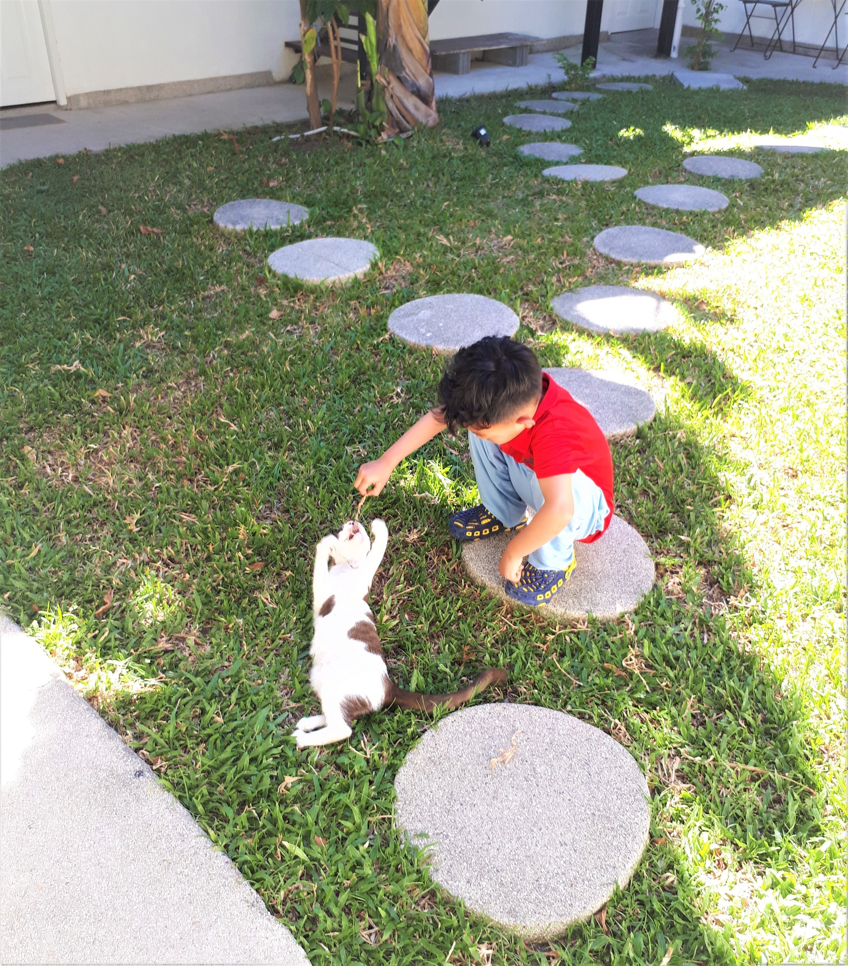 A child playing with a dog on a grassy area with stepping stones.
