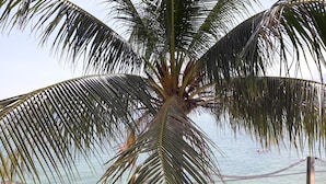 A palm tree in front of a body of water. - Papillon Resort (Koh Samui)
