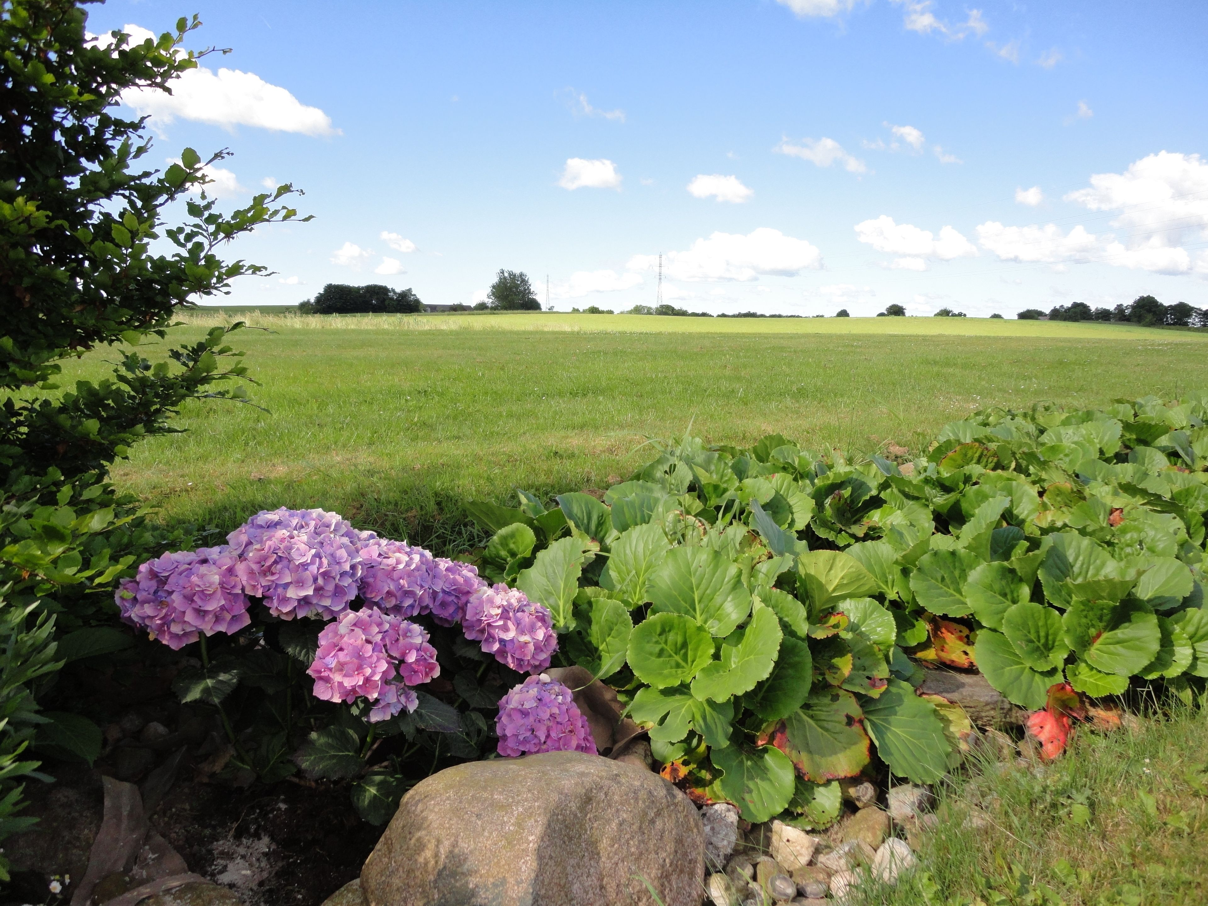 Un jardin agrémenté de fleurs d’hortensia, un sentier en pierre et, au loin, un champ.