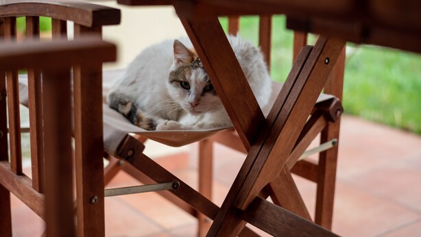 Un chat se repose sur une chaise en bois dont l’armature est en métal, et qui est placée sous une table en bois.