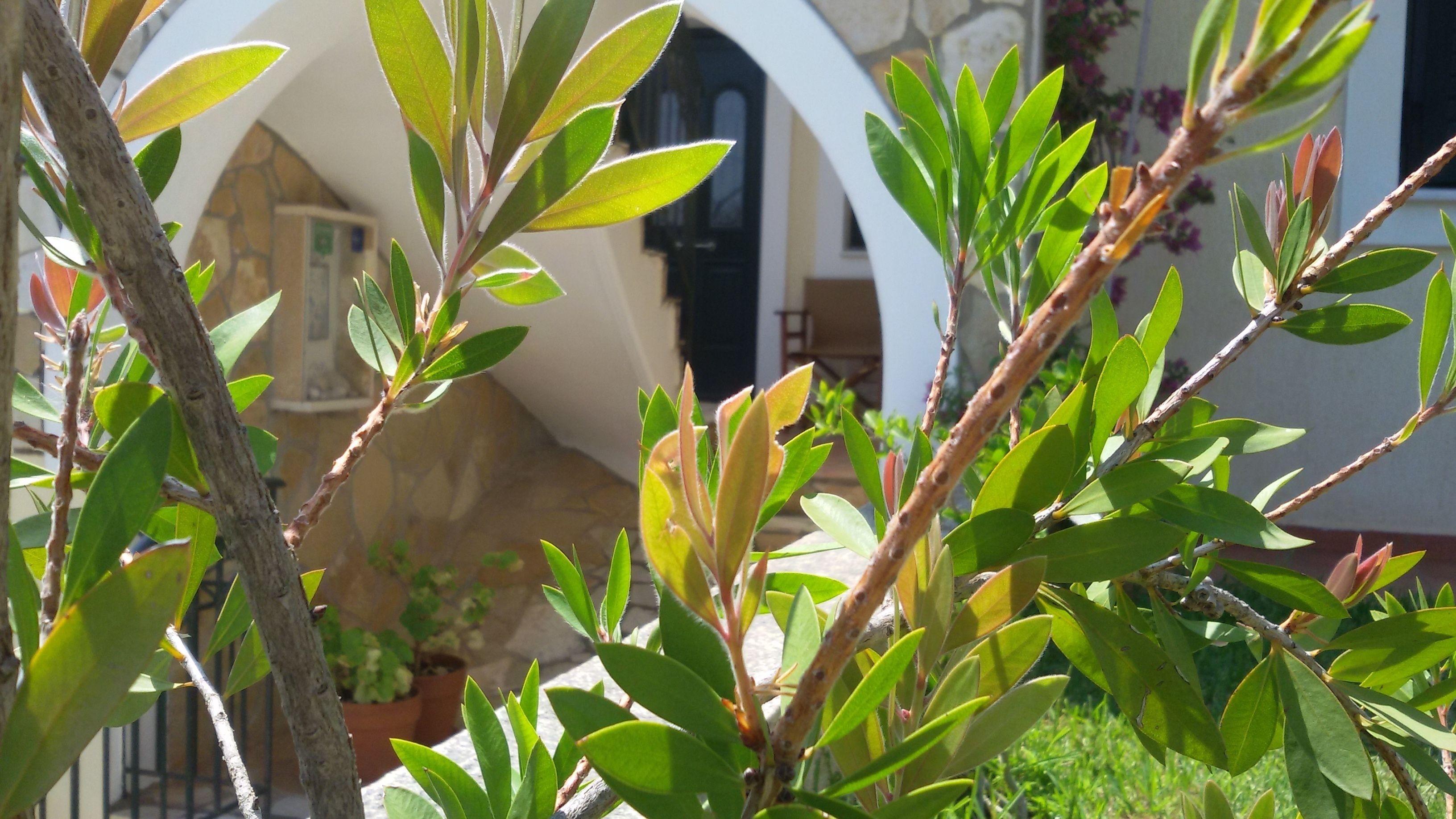 Estudio, vista al jardín, planta baja | Vista desde la habitación