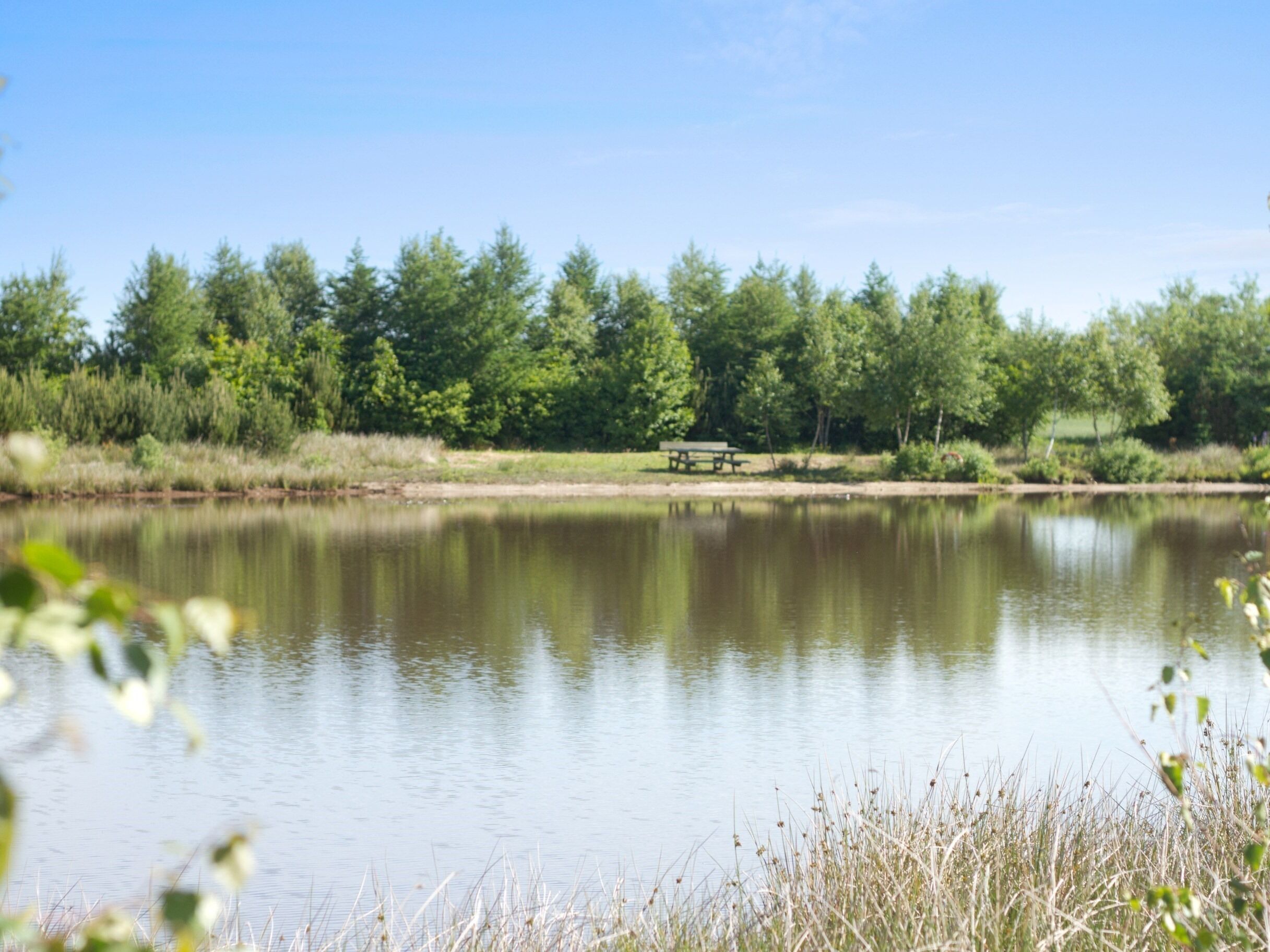 A calm lake with a picnic table and dense trees in the background.