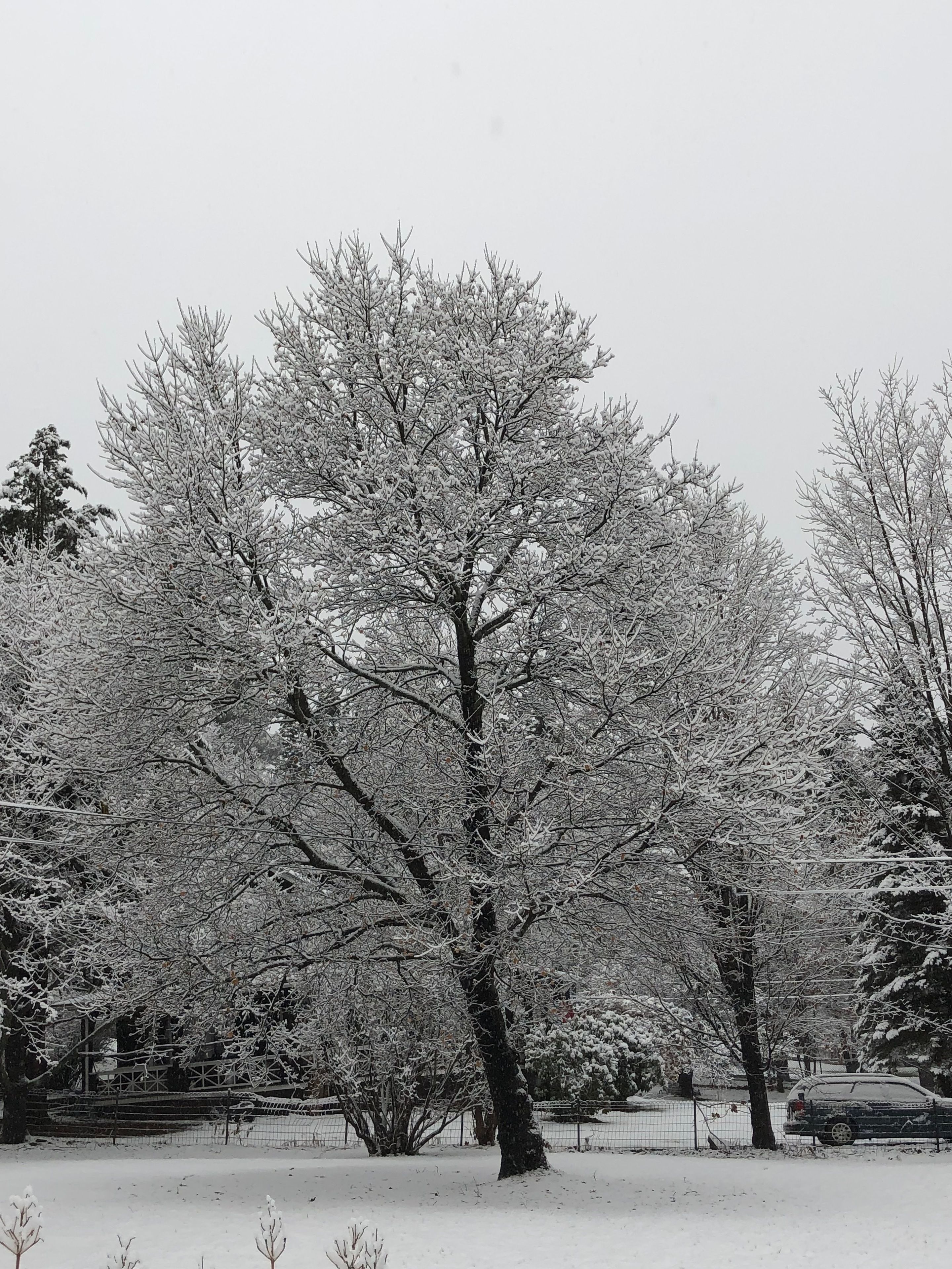 Parque cubierto de nieve con un árbol grande en primer plano y una valla al fondo.
