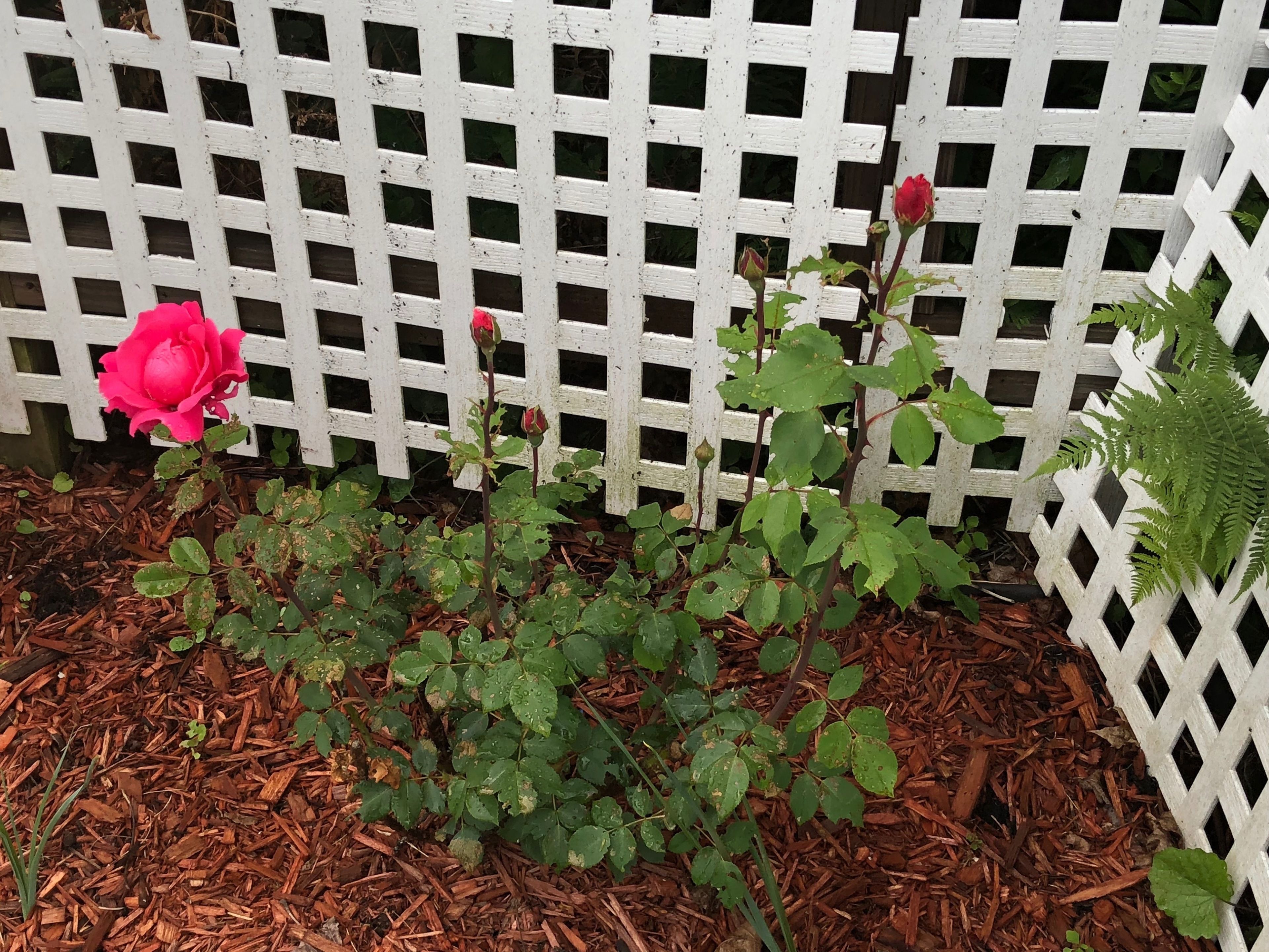 A garden with a white lattice fence, a pink rose, and green foliage.