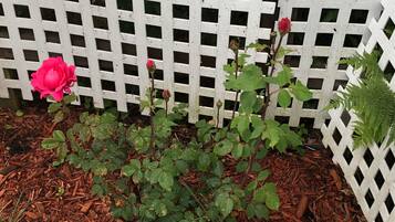 A garden with a white lattice fence, a pink rose, and green foliage.