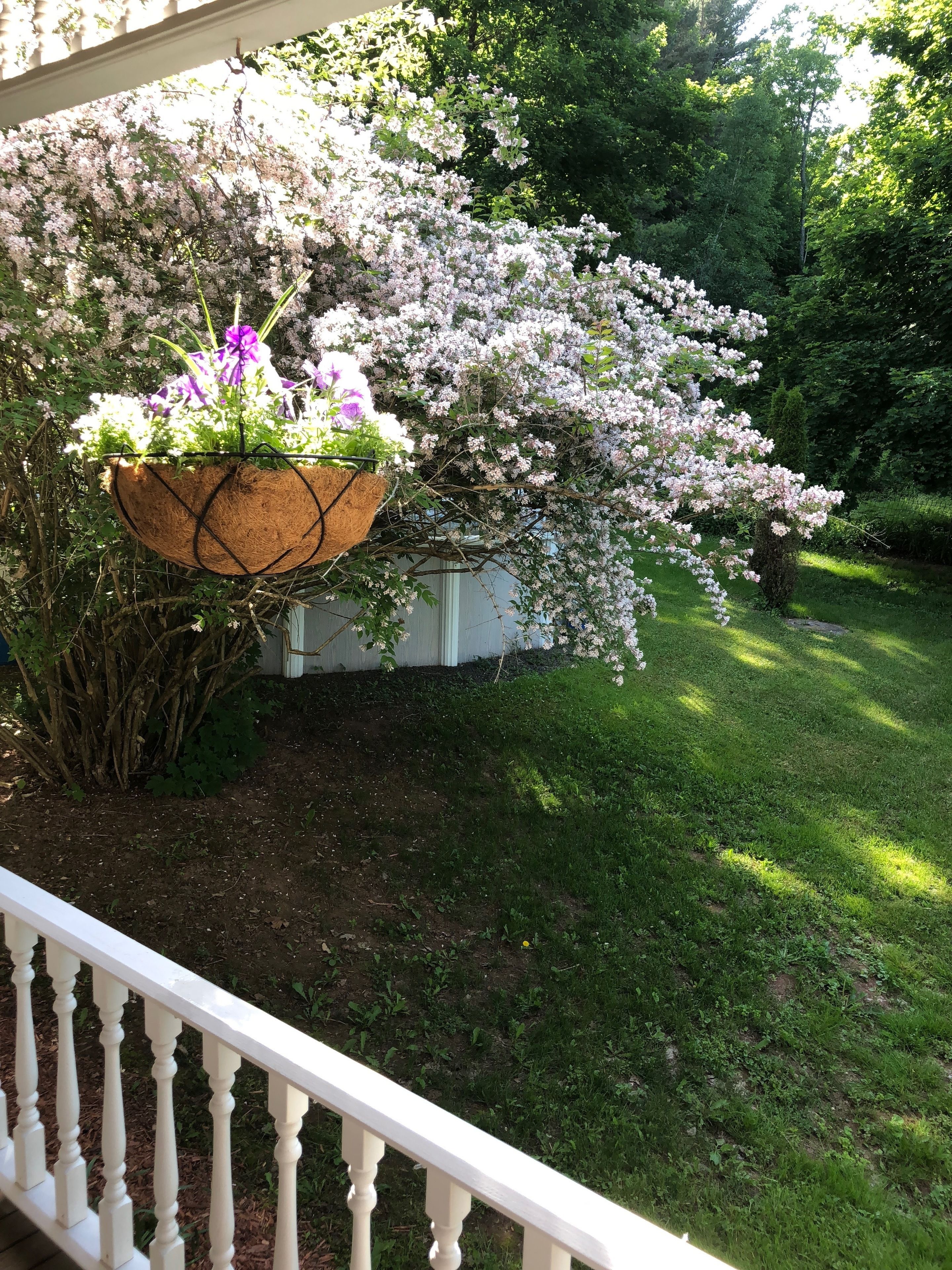 A garden with a white railing, a hanging flower basket, and a flowering tree.