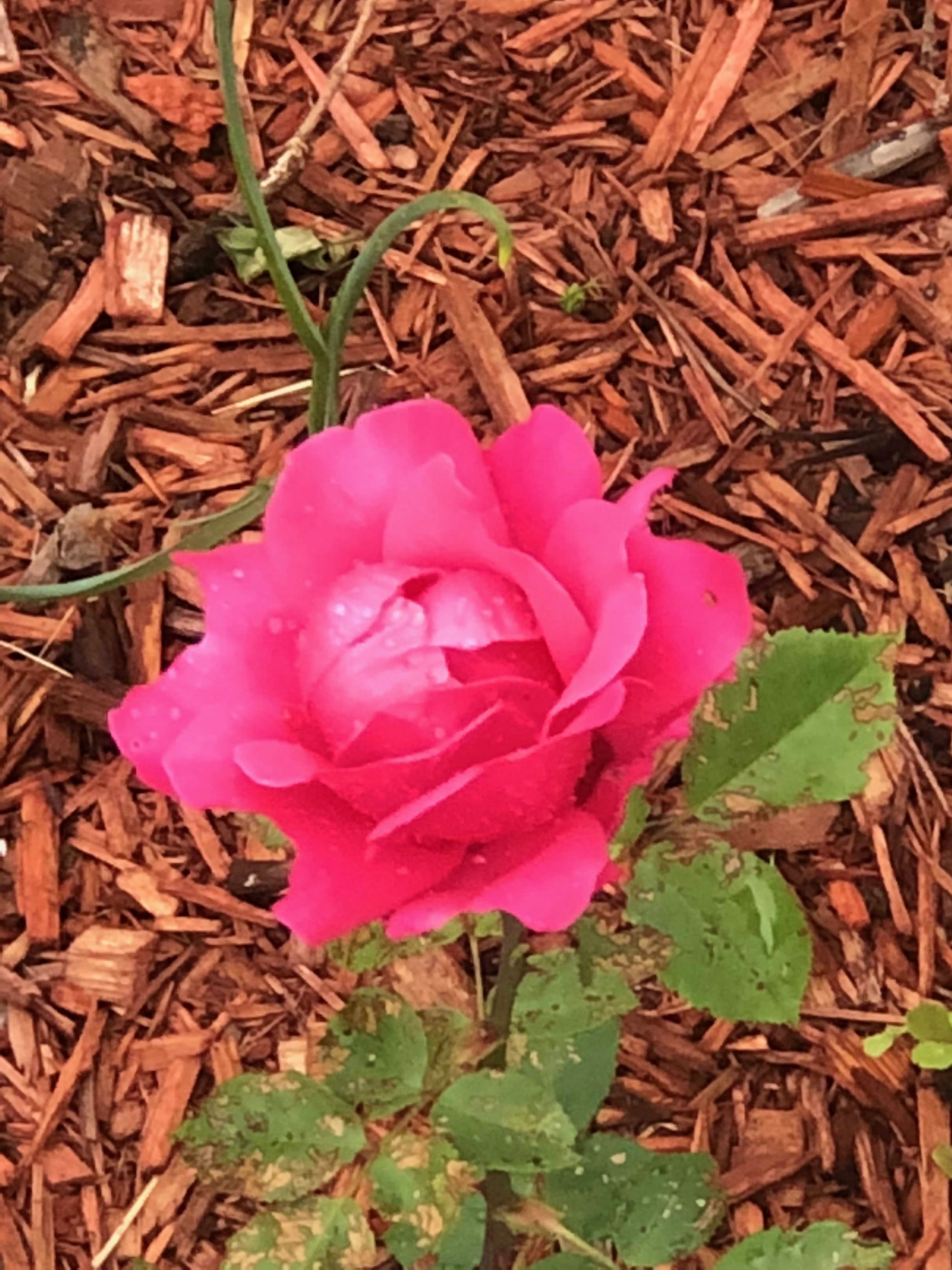 花園
