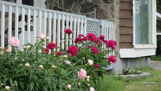 A house with a stone exterior, a white picket fence, and blooming peonies. - Motel Jann (Québec City)